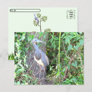 Postal Posttravesía - Perón tricolor construyendo un nido