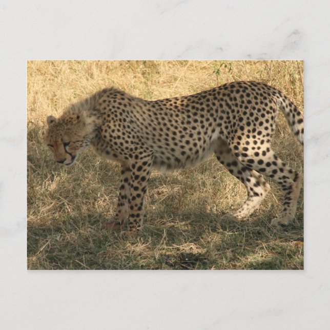Postal postura de cheetah (Anverso)