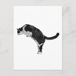 Postal Postura de Gato Alegría