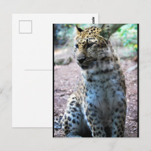 Postal Postura de leopardo
