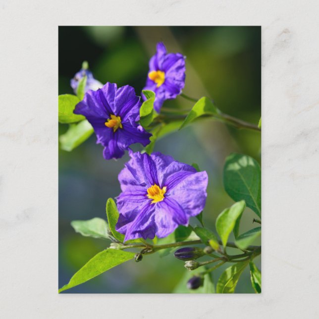 Postal Potato azul para Bush (Anverso)