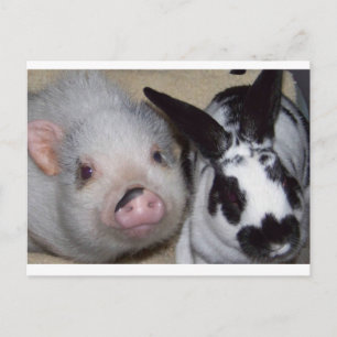 Postal Potbelly Pig & Friend