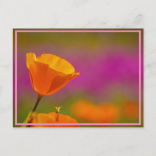 Postal potencia de amapola