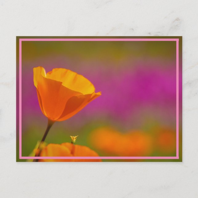 Postal potencia de amapola (Anverso)