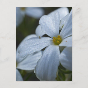 Postal Potencia de flor