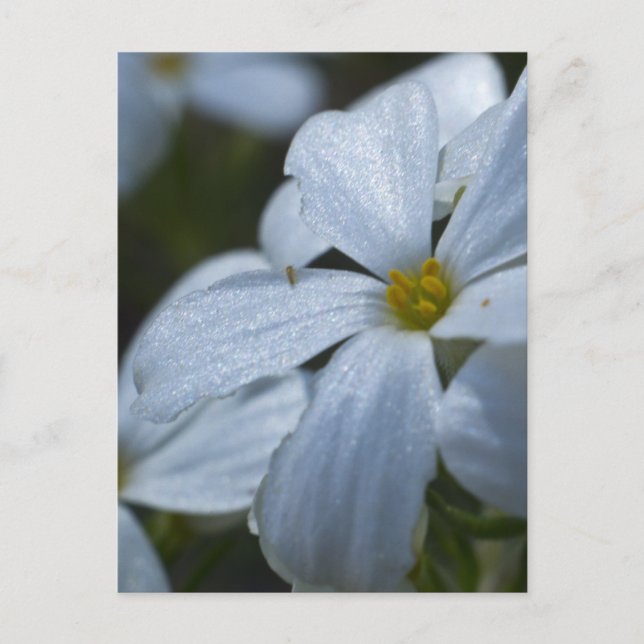 Postal Potencia de flor (Anverso)