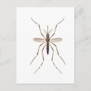 Postal POTENCIA DE mosquitos