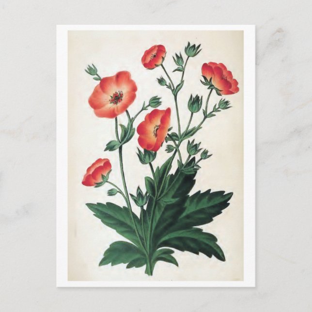 Postal "Potentilla Hopwoodiana" Vintage Floral (Anverso)