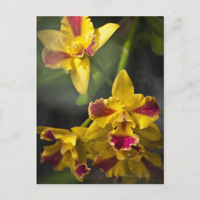 Postal Potinara Burana Beauty Orchid (Anverso)