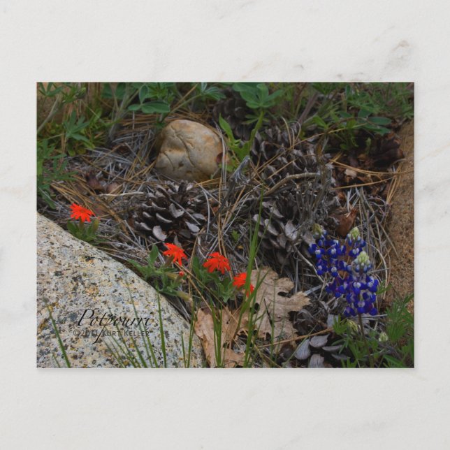 Postal Potpourri (Anverso)