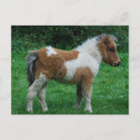 Potro adorable mullido de Dartmoor