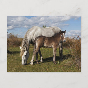 Postal Potro de caballo Camargue con madre