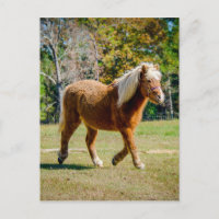 Potro de Shetland bonito