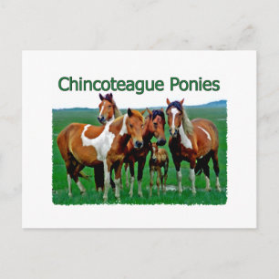 Postal Potros de Chincoteague (familia)