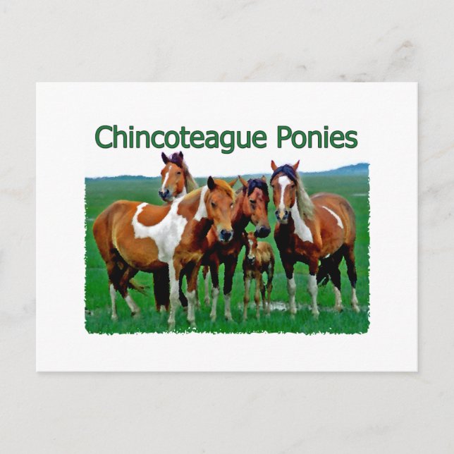 Postal Potros de Chincoteague (familia) (Anverso)