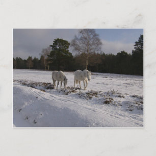 Postal Potros en la nieve