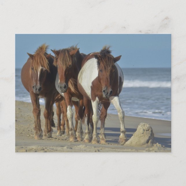 Postal Potros salvajes de Chincoteague, playa de la isla  (Anverso)