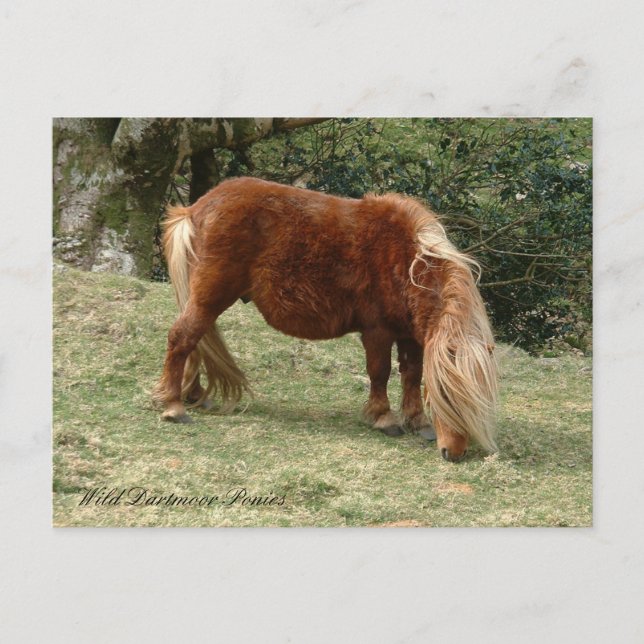 Postal Potros salvajes de Dartmoor, Inglaterra / Caballos (Anverso)