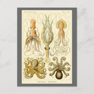 Postal Poulpo vintage Gamochonia de Ernst Haeckel