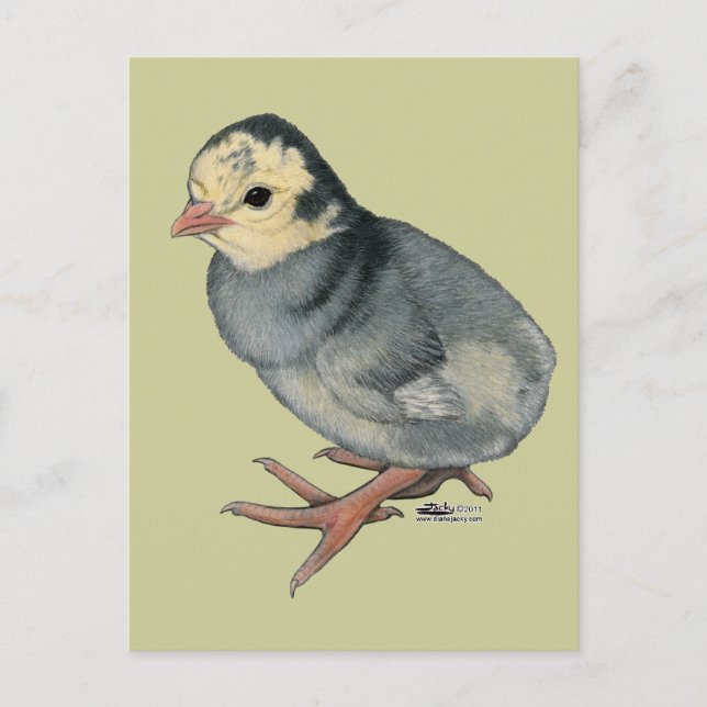 Postal Poult Blue Slate (Anverso)