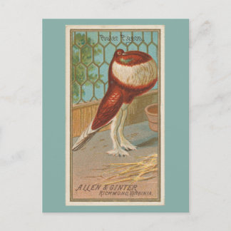 Postal Pouter Pigeon