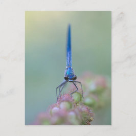 Postal Prachtlibelle