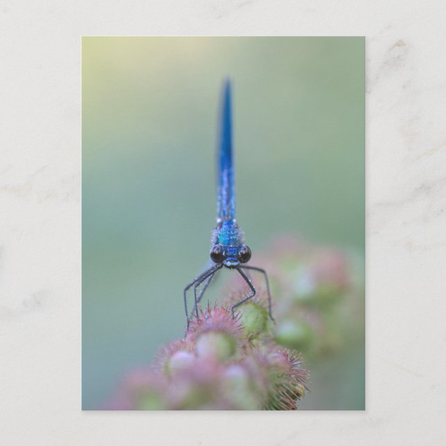 Postal Prachtlibelle (Anverso)