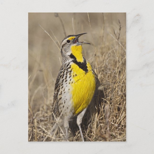 Postal Pradera Occidental (Sturnella neglecta) (Anverso)