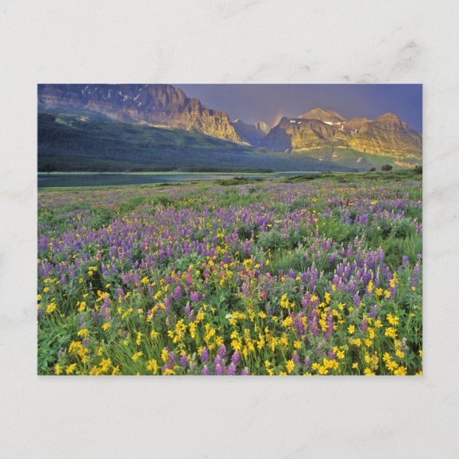 Postal Prado de flores silvestres en Many glacier (Anverso)