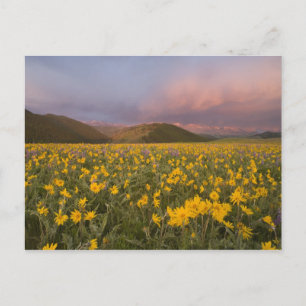 Postal Prado de flores silvestres espectacular al amanece