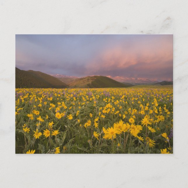 Postal Prado de flores silvestres espectacular al amanece (Anverso)