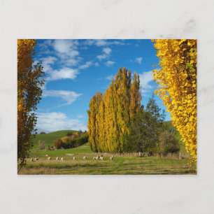 Postal Prado de granja con ovejas