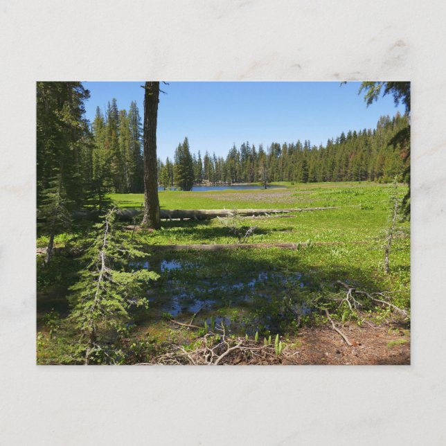 Postal Prado de Yosemite con estrellas fugaces (Anverso)