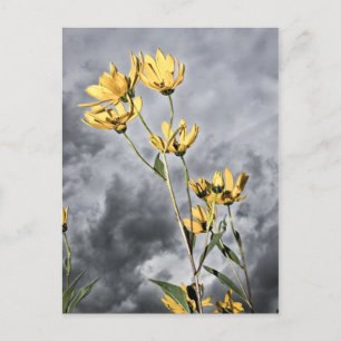 Postal Prairie Beauty