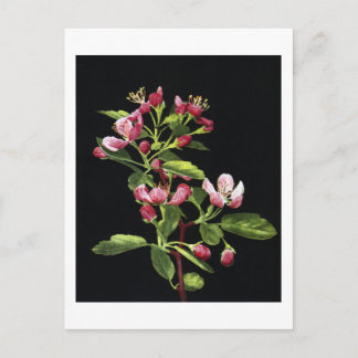 Postal Prairie Crabapple Blossoms