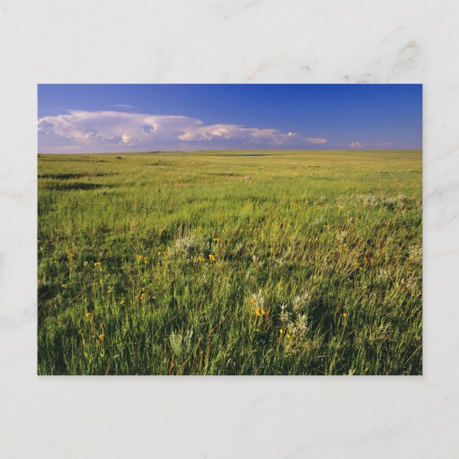 Postal Prairie de hierba corta en el remoto noreste (Anverso)