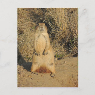Postal Prairie Dog