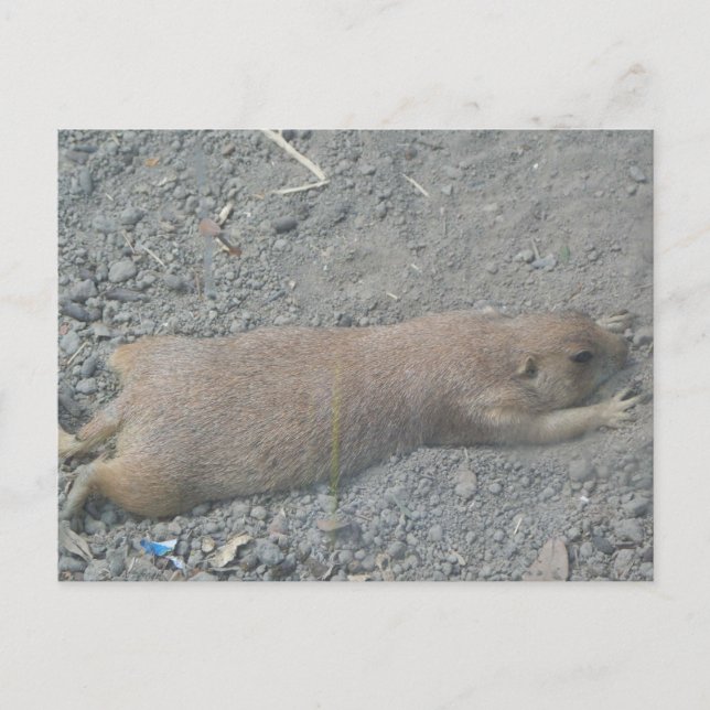 Postal Prairie Dog (Anverso)