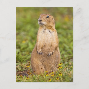 Postal Prairie Dog Cynomys