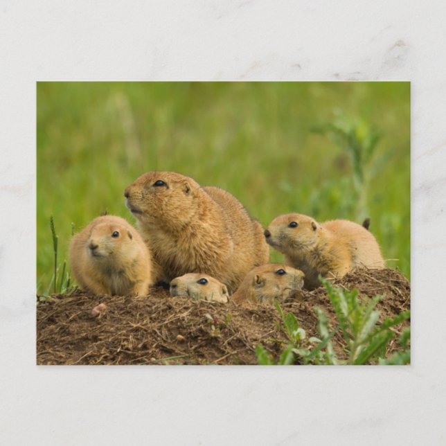 Postal Prairie Dog Family on Den (Anverso)
