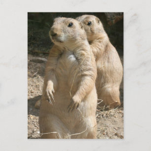 Postal Prairie Dog Photo Postcard