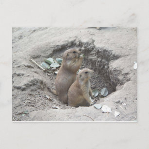Postal Prairie Dogs
