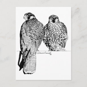 Postal Prairie Falcons