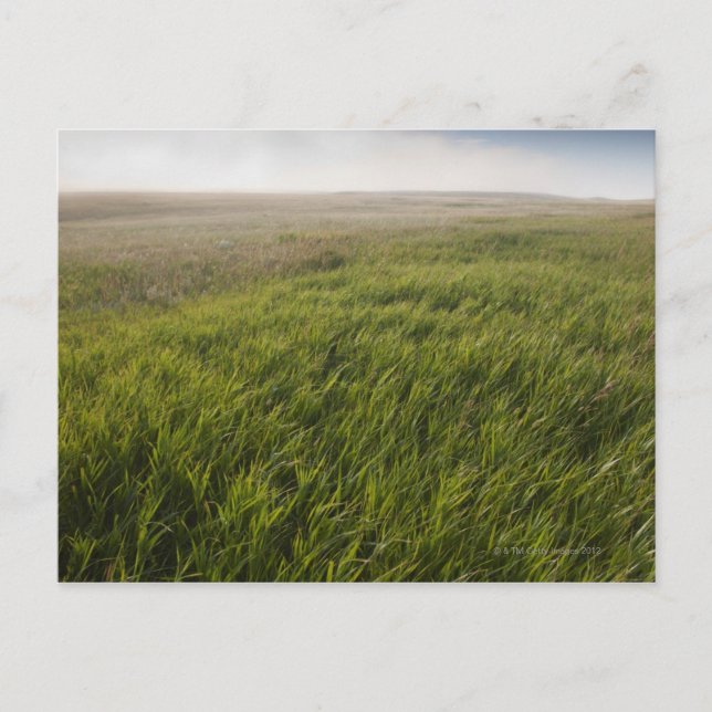 Postal Prairie Grass (Anverso)