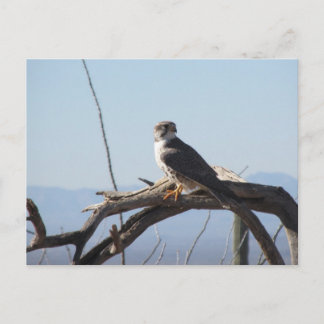 Postal Prairie Hawk