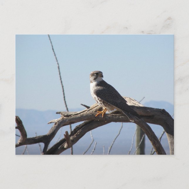 Postal Prairie Hawk (Anverso)