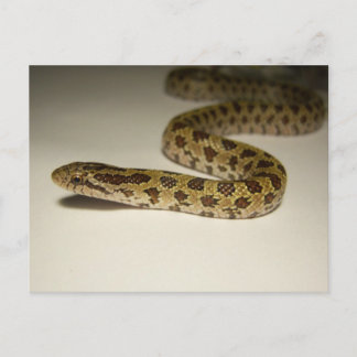 Postal Prairie King Snake
