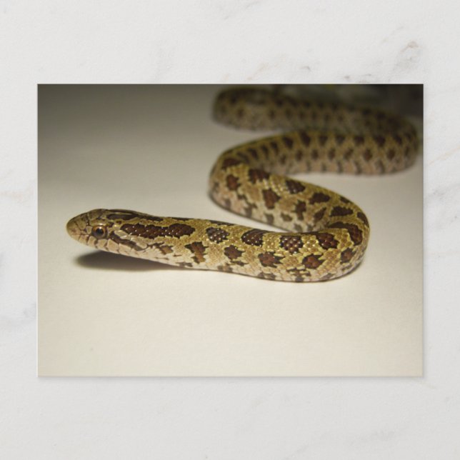 Postal Prairie King Snake (Anverso)