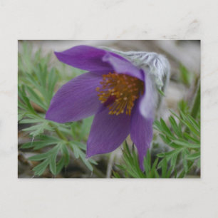 Postal Prairie Pasque North Dakota