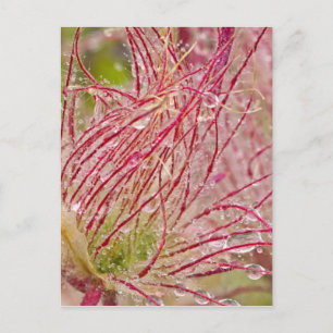 Postal Prairie Smoke bajo la lluvia en Theodore